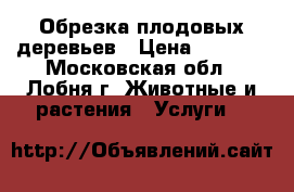 Обрезка плодовых деревьев › Цена ­ 1 000 - Московская обл., Лобня г. Животные и растения » Услуги   